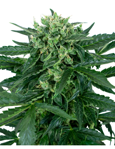 Sensi Seeds - Sensi Amnesia Auto - 1