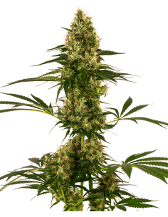 Sensi Seeds - Blue Bullet Auto - 1
