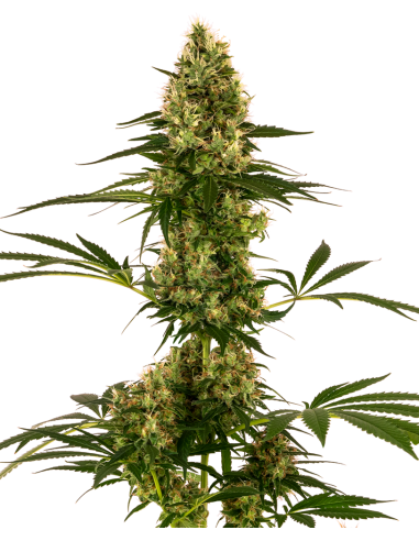 Sensi Seeds - Blue Bullet Auto - 1
