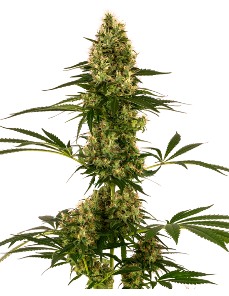 Sensi Seeds - Blue Bullet Auto - 1