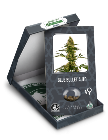 Sensi Seeds - Blue Bullet Auto - 2