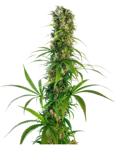Sensi Seeds - Michka - 1
