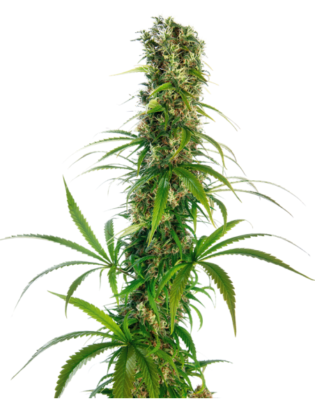 Sensi Seeds - Michka - 1