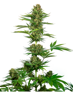 Sensi Seeds - Satin Black Domina CBD - 1