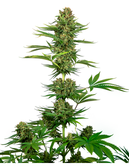 Sensi Seeds - Satin Black Domina CBD - 1