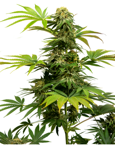 Sensi Seeds - Black Harlequin - 1