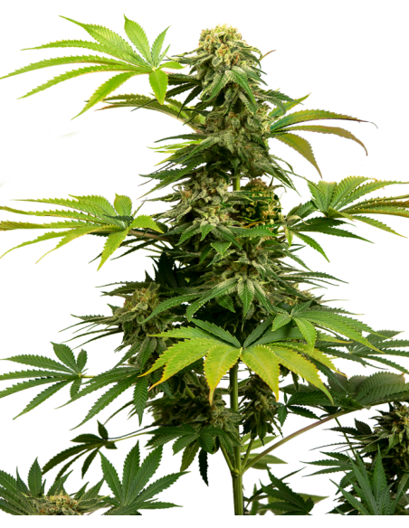 Sensi Seeds - Black Harlequin - 1