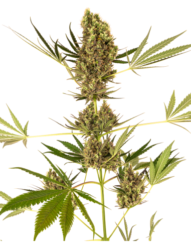 Sensi Seeds - Alpine Delight CBD Auto - 1