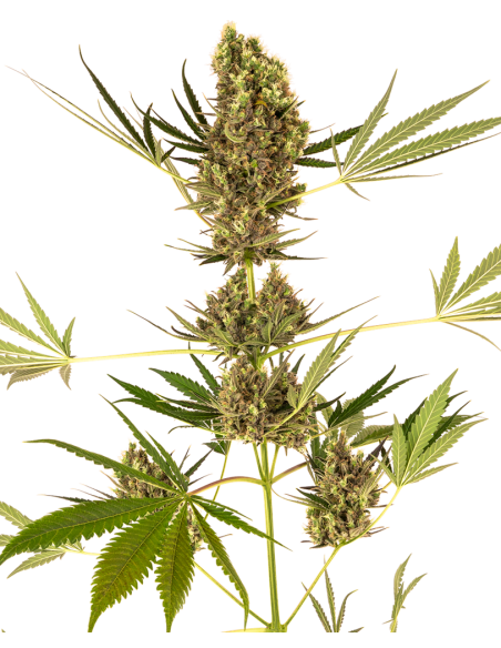 Sensi Seeds - Alpine Delight CBD Auto - 1
