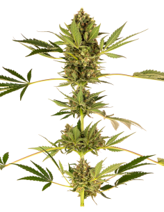 Sensi Seeds - Himalayan CBD - 1