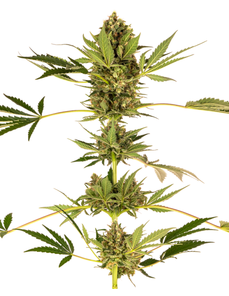Sensi Seeds - Himalayan CBD - 1