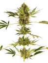 Sensi Seeds - Himalayan CBD - 1