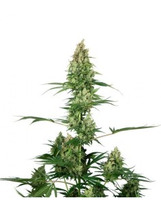Sensi Seeds - Silver Fire - 1