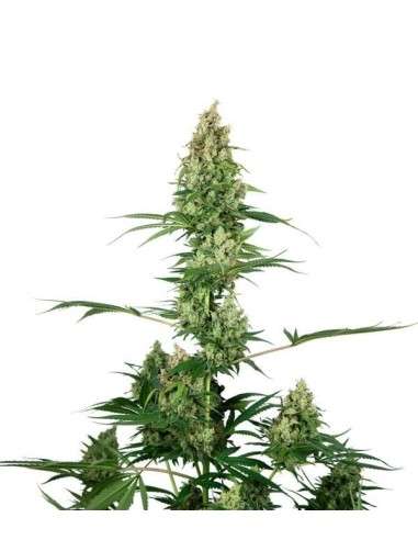 Sensi Seeds - Silver Fire - 1