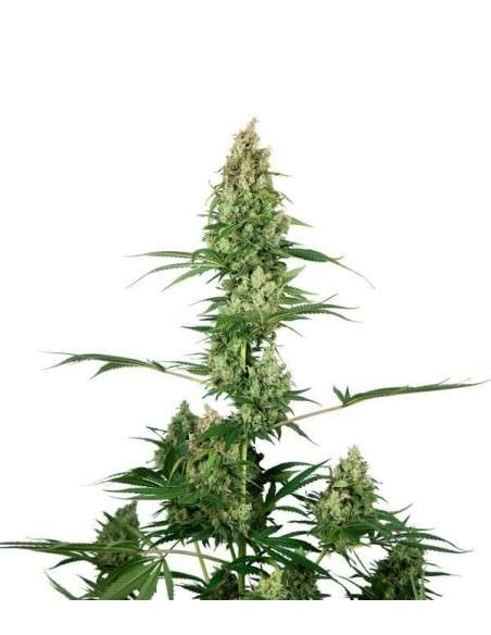 Sensi Seeds - Silver Fire - 1