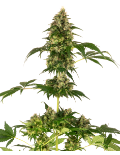 Sensi Seeds - Cobalt Haze - 1