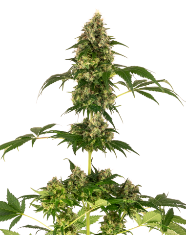 Sensi Seeds - Cobalt Haze - 1