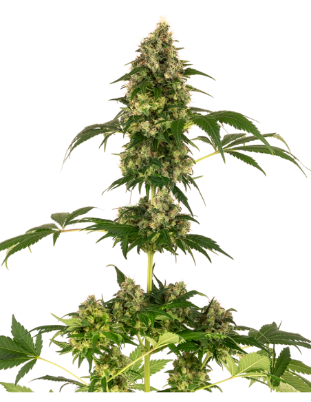 Sensi Seeds - Cobalt Haze - 1