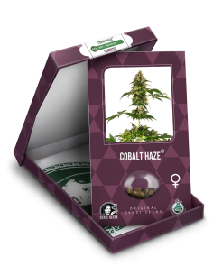 Sensi Seeds - Cobalt Haze - 1 2
