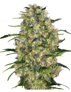 Sensi Seeds - Black Domina - 1