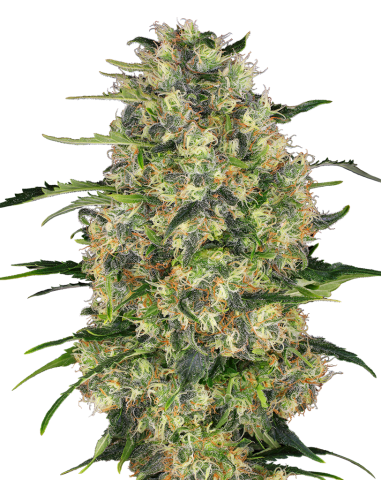 Sensi Seeds - Black Domina - 1