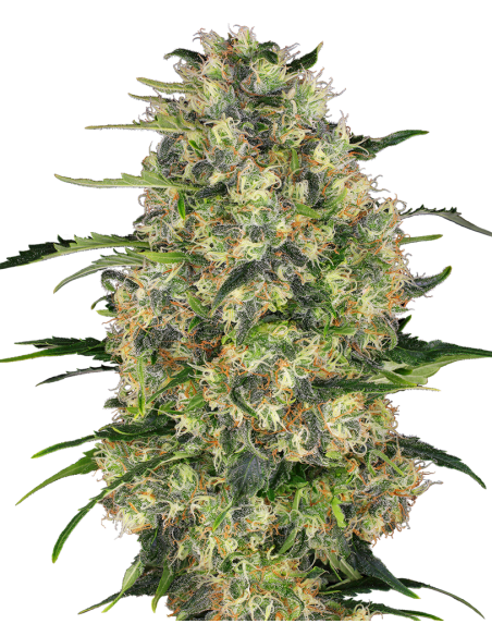 Sensi Seeds - Black Domina - 1