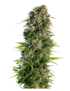 Sensi Seeds - Hindu Kush Automatic - 1
