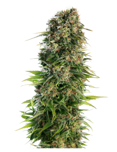 Sensi Seeds - Hindu Kush Automatic - 1