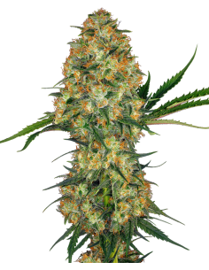 Sensi Seeds - Hindu Kush - 1