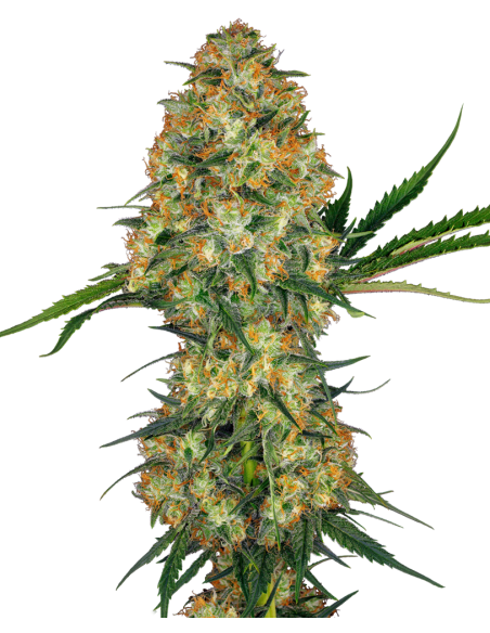 Sensi Seeds - Hindu Kush - 1