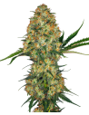Sensi Seeds - Hindu Kush - 1
