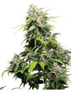 Sensi Seeds - California Indica - 1
