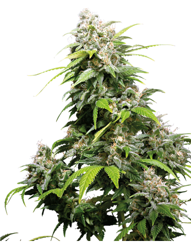 Sensi Seeds - California Indica - 1