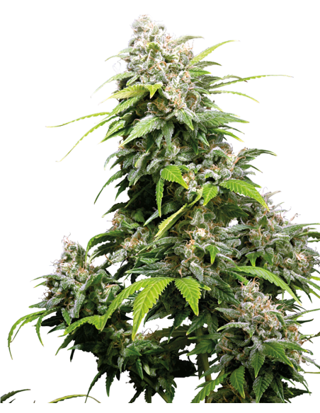 Sensi Seeds - California Indica - 1