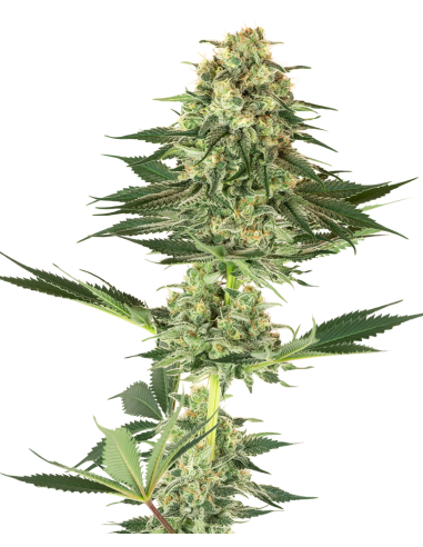 White Label - Banana Kush - 1