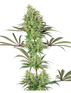 White Label - Double Banana Kush - 1