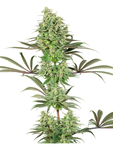 White Label - Double Banana Kush - 1