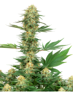 White Label - Gelato 420 - 1