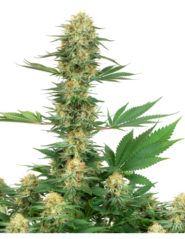White Label - Gelato 420 - 1