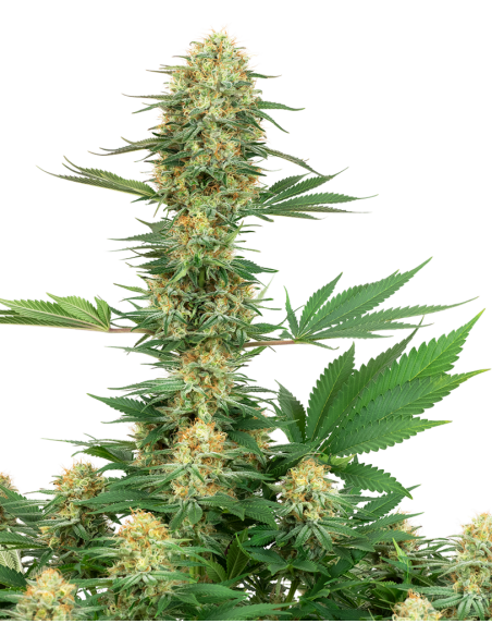 White Label - Gelato 420 - 1