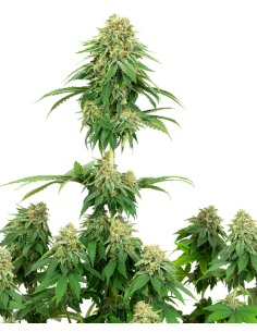 White Label - Girl Scout Cookies - 1