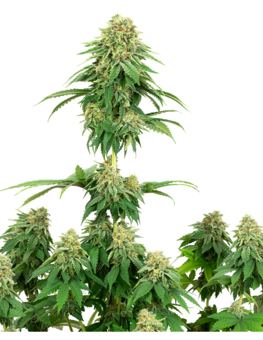 White Label - Girl Scout Cookies - 1