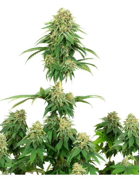 White Label - Girl Scout Cookies - 1