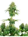 White Label - Girl Scout Cookies - 1