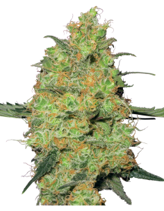 White Label - Master Kush Automatic - 1