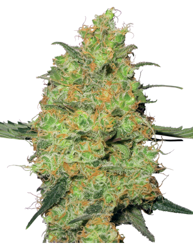 White Label - Master Kush Automatic - 1