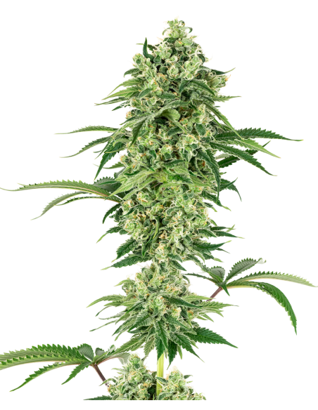 White Label - Nicole Hindu Kush - 1