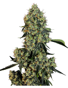 White Label - OG Kush - 1