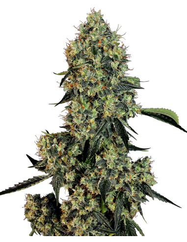 White Label - OG Kush - 1