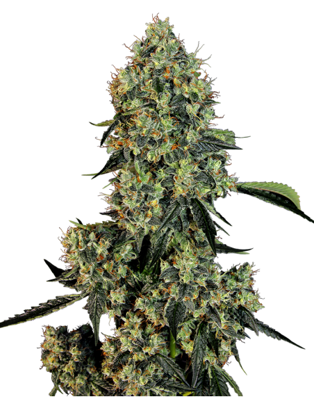 White Label - OG Kush - 1